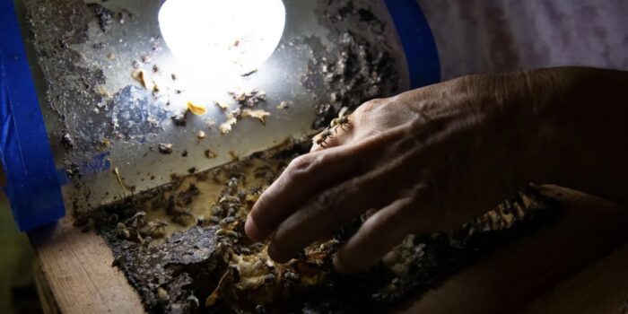 Stingless Bees of the Yucatán Provide Sustainable Livelihoods and a Deep Connection to Mayan Culture