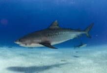 Shark Fishing Prohibited in Tabasco, Yucatán, and Campeche
