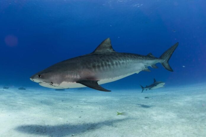 shark